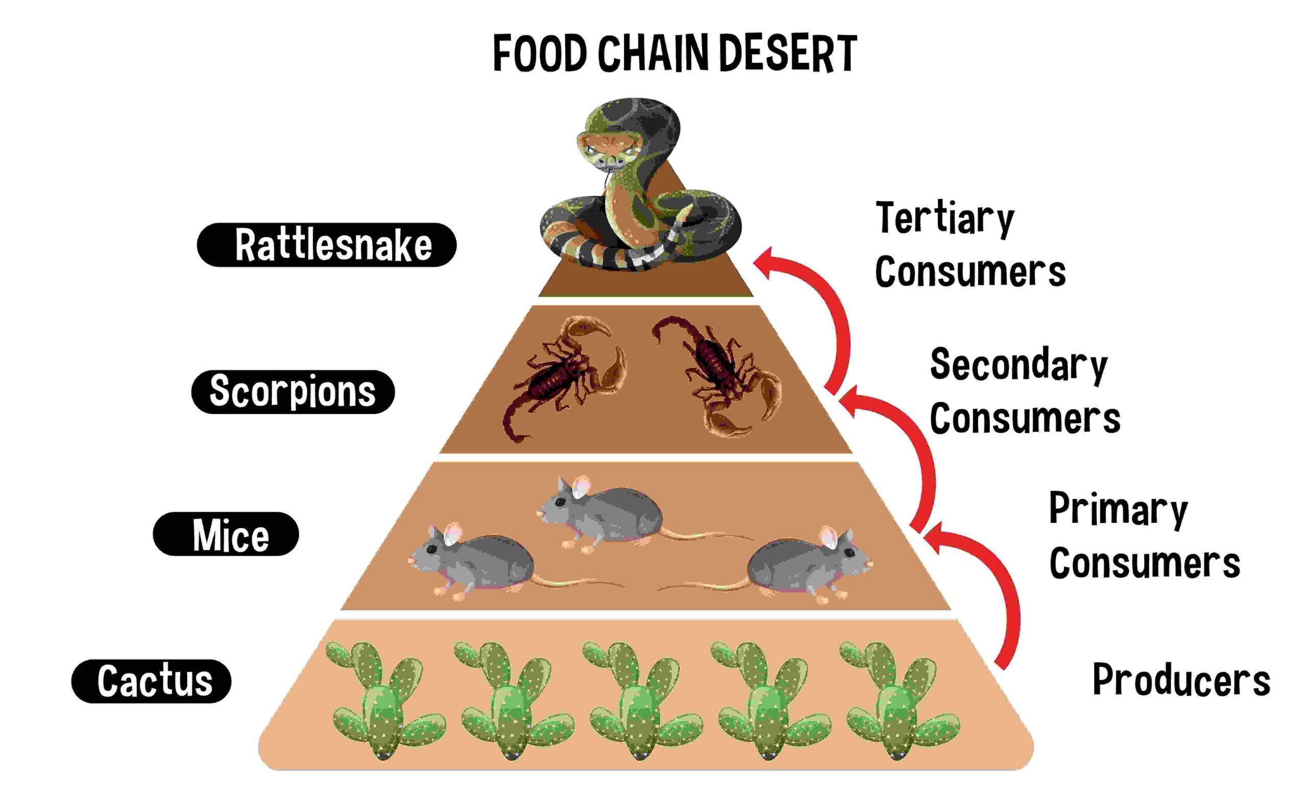 Desert Food Chain: Understanding the Balance of Life