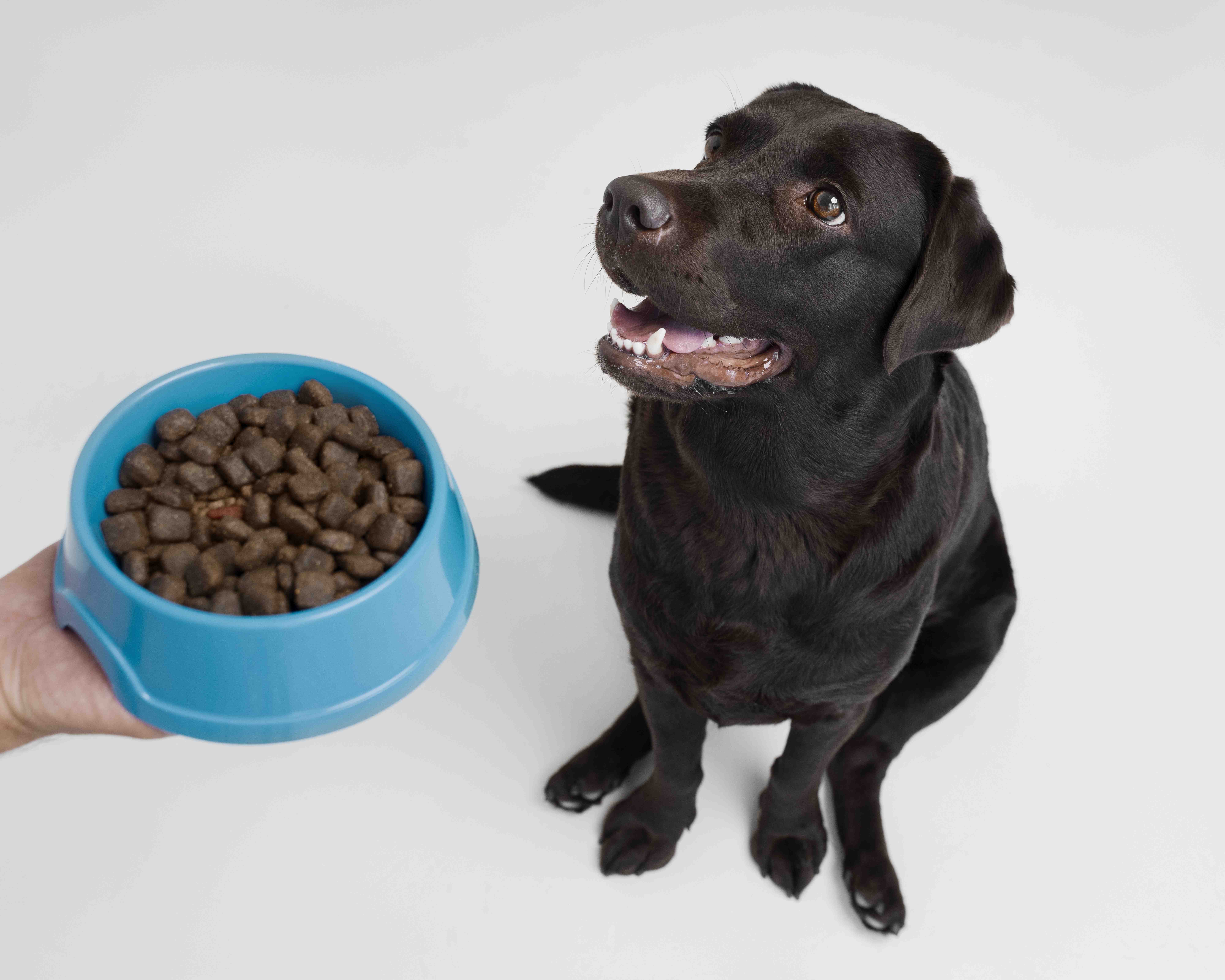 Fresh Pet Dog Food: A Healthy Choice for Your Canine Companion